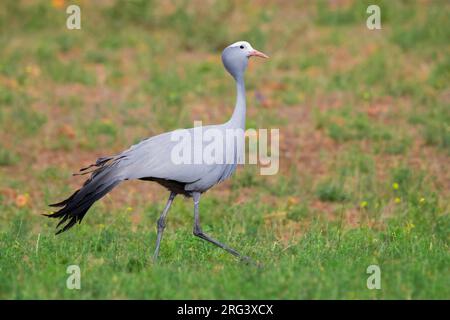 Grue bleue (Grus paradisea), vue latérale d'une promenade adulte, Cap occidental, Afrique du Sud Banque D'Images