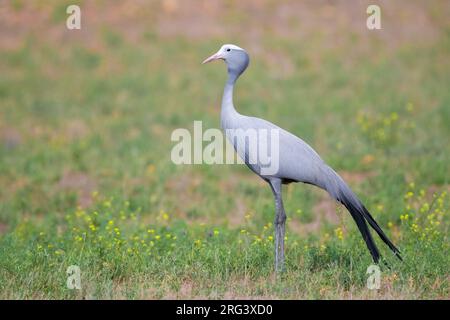 Grue bleue (Grus paradisea), vue latérale d'un adulte debout dans une prairie, Cap occidental, Afrique du Sud Banque D'Images