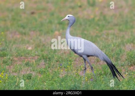 Grue bleue (Grus paradisea), vue latérale d'un adulte debout dans une prairie, Cap occidental, Afrique du Sud Banque D'Images