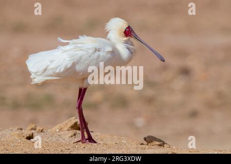 African Spoonbill (Platalea alba), vue latérale d'un adulte debout au sol, Cap occidental, Afrique du Sud Banque D'Images