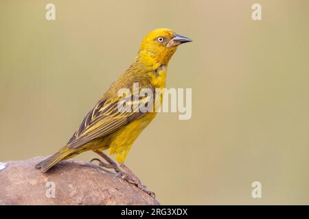 Cape Weavers (Ploceus capensis), vue latérale d'un homme adulte perché sur un rocher, Cap occidental, Afrique du Sud Banque D'Images