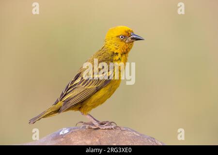 Cape Weavers (Ploceus capensis), vue latérale d'un homme adulte perché sur un rocher, Cap occidental, Afrique du Sud Banque D'Images