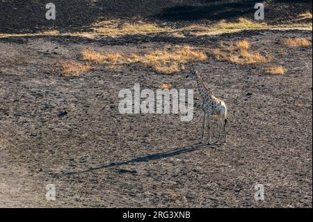 An aerial view of a giraffe, Giraffe camelopardalis, walking in Botswana's Okavango Delta after a bushfire. Botswana. Banque D'Images