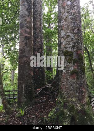 Énorme Kauri (Agathis australis) dans la forêt de Waipoua sur l'île du Nord, Nouvelle-Zélande. Banque D'Images