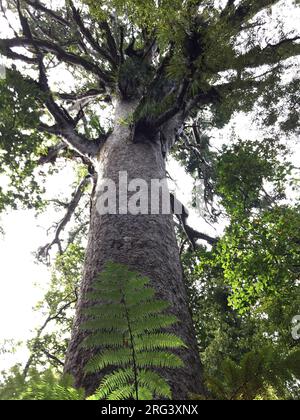 Énorme Kauri (Agathis australis) dans la forêt de Waipoua, sur l'île du Nord, Nouvelle-Zélande. Vue de dessous. Banque D'Images