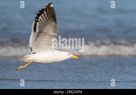 Goéland à varech (Larus dominicanus antipodus) en Nouvelle-Zélande. Adulte en vol sur la plage. Banque D'Images