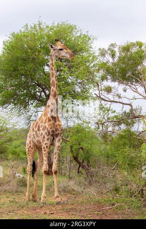 Giraffe (Giraffa camelopardarlis giraffa), alimentation adulte sur les feuilles, Mpumalanga, Afrique du Sud Banque D'Images