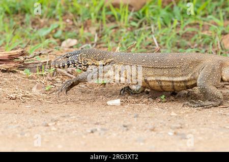 Surveillance du Nil (Varanus niloticus), gros plan d'un adulte marchant sur le sol, Mpumalanga, Afrique du Sud Banque D'Images