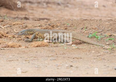 Surveillance du Nil (Varanus niloticus), adulte marchant sur le sol, Mpumalanga, Afrique du Sud Banque D'Images