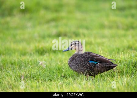 Canard noir du Pacifique (Anas superciliosa) en Nouvelle-Zélande. Également connu sous le nom de canard gris. Debout dans l'herbe verte. Banque D'Images