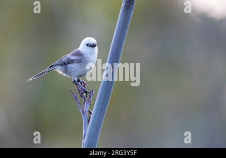 Whitehead (Mohoua albicilla) sur le sanctuaire de l'île Tiritiri Matangi au large de l'île du Nord en Nouvelle-Zélande. Le nom maori est Popokotea. Banque D'Images