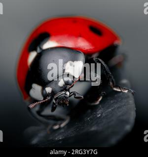 Photo coccinelle prise dans le sud du tyrol - humeur sombre Banque D'Images