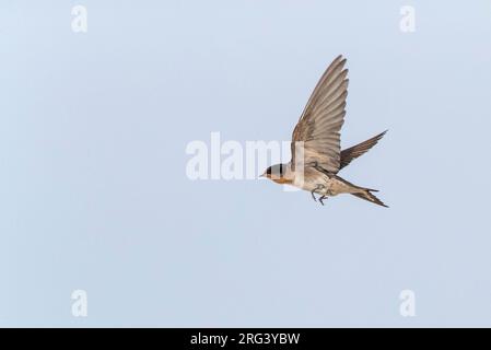 Hirondelle de bienvenue (Hirundo neoxena) en vol en Nouvelle-Zélande. Banque D'Images