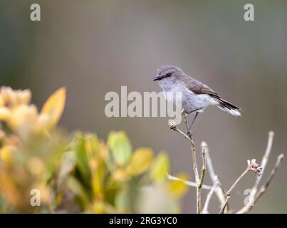 Chant masculin Gray Gerygone (Gerygone igata) sur l'île du Nord, Nouvelle-Zélande. Banque D'Images