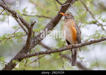 Thrush de Kurriphane (Turdus libonyana), adulte perché sur une branche, Mpumalanga, Afrique du Sud Banque D'Images