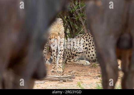 Cheetah (Acinonyx jubatus), un cub faisant face à un groupe de Buffalos africains, Mpumalanga, Afrique du Sud Banque D'Images