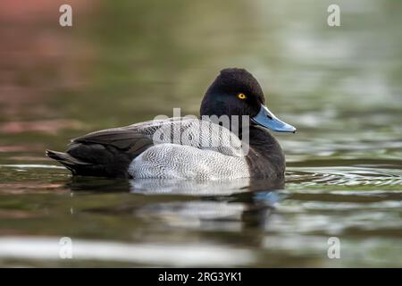 Drake Lesser Scaup (Aythya affinis) naviguant sur un lac nautique à Helston, Cornouailles, Royaume-Uni. Banque D'Images