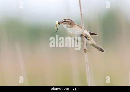 La Paruline tranchante est une espèce commune dans les nombreux habitats de roseau trouvés aux pays-Bas. L'oiseau est vu de face avec un bec plein d'insectes, Banque D'Images