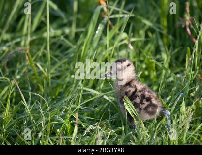 Young Eurasian Curlew (Numenius arquata), vue latérale d'un jeune poussin debout dans l'herbe verte en Finlande. Banque D'Images