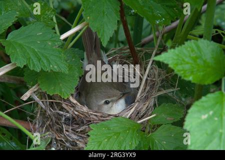 Paruline de roseau (Acrocephalus dumetorum) adulte éclore dans le nid du framboisier. Banque D'Images