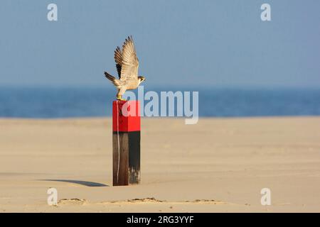 Faucon pèlerin (Falco peregrinus) décollant d'un poteau en bois sur la plage d'une île des Wadden aux pays-Bas. Banque D'Images