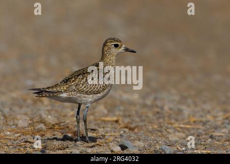 Juveniele Aziatische Goudplevier ; le jeune pluvier doré Pluvialis fulva, Banque D'Images