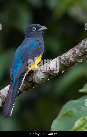 Mâle adulte trogon à dos vert (Trogon viridis), également connu sous le nom de trogon amazonien à queue blanche, en Guyane. Banque D'Images