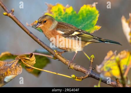 Chaffinch mâle (Fringilla coelebs) assis sur une branche à Visseskruis, Zeebrugge, Flandre Occidentale, Belgique. Banque D'Images