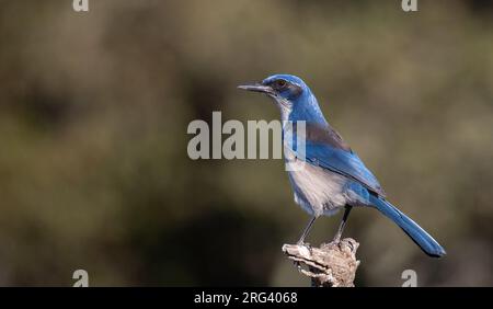 Island Scrub-Jay (Aphelocoma insularis) adulte perché Banque D'Images
