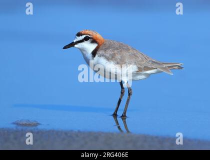 Pluvier à capuchon rouge (Charadrius ruficapillus) mâle adulte debout sur la plage de Noah à Cap Tribulation dans le Queensland, en Australie. Banque D'Images