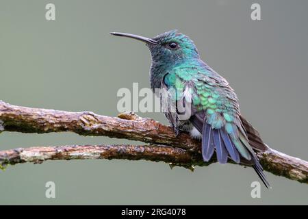 Un colibri femelle vert brillant (Chrysuronia goudoti goudoti) à Huila, en Colombie. Banque D'Images