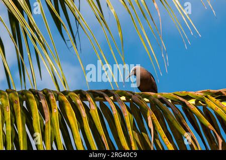 Un hochement de tête brun, Anous stolidus, perché sur une façade de palmier. Île Denis, République des Seychelles. Banque D'Images