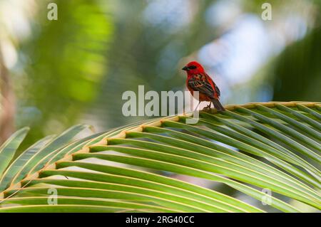 Un poudy roux de Madagascar, Foudia madagascariensis, perché sur une fronde de palmier. Denis Island, République des Seychelles. Banque D'Images