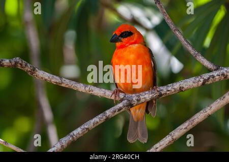 Portrait d'une fody rouge de Madagascar, Foudia madagascariensis, perching. Île Denis, République des Seychelles. Banque D'Images