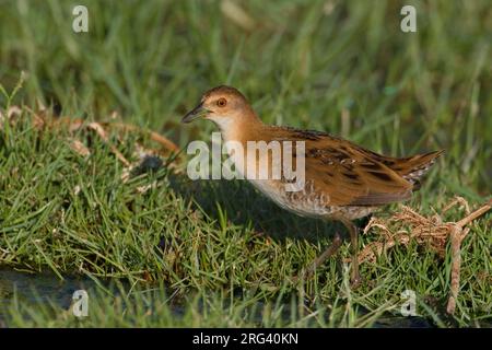 Kleinst waterhoen dans le nat terein, Baillon's Crake en terain humide Banque D'Images