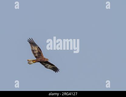 Morph sombre Western Marsh Harrier (Circus aeruginosus) en vol en Israël. Banque D'Images