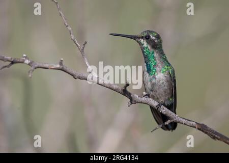 Emeraude à bec rouge (Chlorostilbon gibsoni nitens) au sanctuaire de faune Los Flamencos, Camarones, la Guajira, Colombie. Banque D'Images