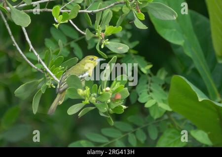 Iora commune (Aegithina tiphia scapularis), femelle adulte perchée dans la mangrove à Bali, Indonésie Banque D'Images