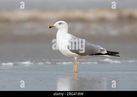 Goéland à pattes jaunes (Larus michahellis), vue latérale d'un troisième individu d'hiver debout sur la rive, Campanie, Italie Banque D'Images