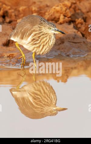 Indian Pond Heron (Ardeola grayii) en Inde. Marcher le long du bord de l'eau, traquer des proies. Banque D'Images