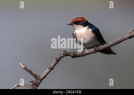 Portrait d'une hirondelle à queue métallique, Hirundo smithii, perçant sur une branche.Parc national de Chobe, Botswana. Banque D'Images