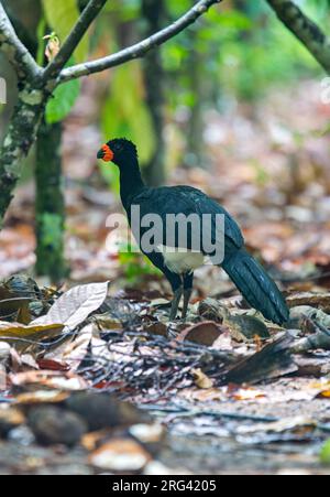 Curassow à bec rouge, Crax blumenbachii, mâle debout sur le sol dans la forêt brésilienne - espèce menacée Banque D'Images