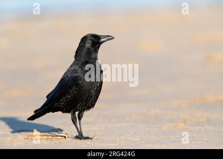 Carrion Crow (Corvus corone) à Katwijk, pays-Bas. Alerte debout sur la plage. Banque D'Images