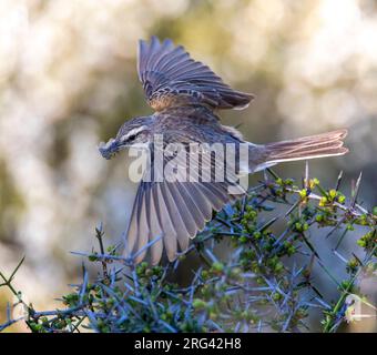 Endémique de la Nouvelle-Zélande pipit (Anthus novaeseelandiae), également appelé pihoihoi, sur le continent de la Nouvelle-Zélande. Banque D'Images