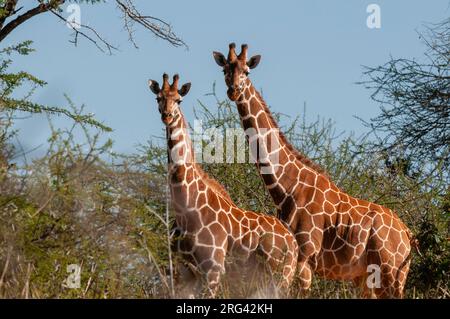 Deux girafes réticulés, Giraffa camelopardalis reticulata, parmi les acacia épineux.Loisaba Wilderness Conservancy, district de Laikipia, Kenya. Banque D'Images