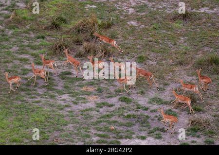 Une vue aérienne d'un troupeau d'impalas, Aepyceros melampus, courant.Delta d'Okavango, Botswana. Banque D'Images