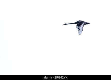 Cygne noir (Cygnus atratus) en vol en Nouvelle-Zélande. Banque D'Images