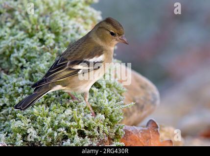 Vrouwtje Vink ; femelle Chaffinch commun Banque D'Images