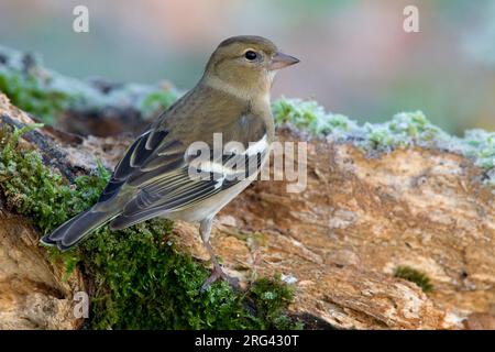 Vrouwtje Vink ; femelle Chaffinch commun Banque D'Images