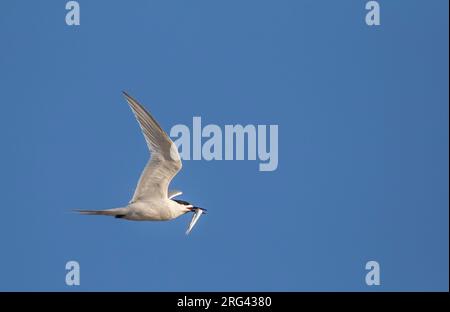 Sterne à fronde blanche (Sterna striata striata) adulte en vol avec un poisson dans son bec à Kaikoura, en Nouvelle-Zélande. Banque D'Images